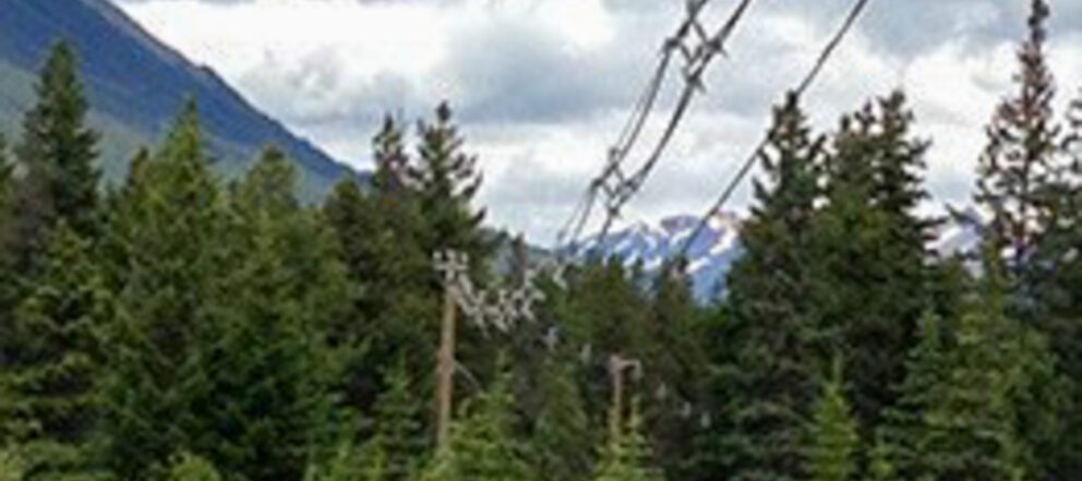 Power line running through a forrest